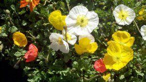 Anemones-Windflower-Poppy-Feb-2013