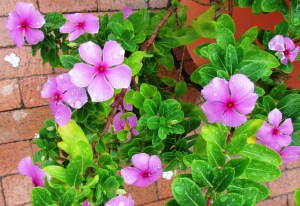 Busy Lizzies 'Impatiens'