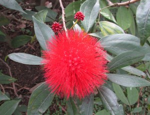 Calliandra haematocephala, pea family 'Fabaceae'