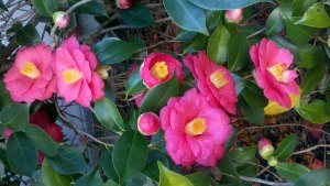Christmas Camellia
