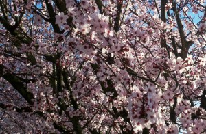 Cherry blossoms (Prunus)