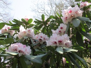 Coriaceum 革叶杜鹃 Rhododendron