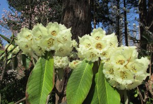 Rhododendron