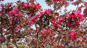 Crabapple Blossoms