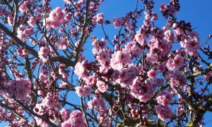 Flowering Cherry