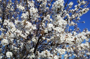 Flowering Pear Tree