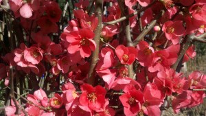 Flowering-Quince-Feb-2013-2