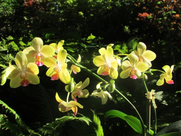 Green-Purple-Orchid-dendrobium