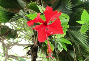 Hibiscus rosa sinensiis