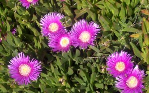 Ice Plant