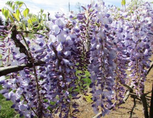 Purple Wisteria vine (Fabaceae)