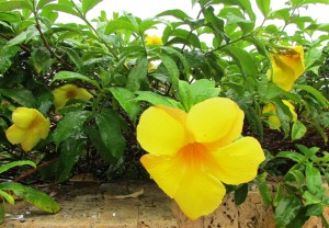 Trumpet yellow, Cathartic Allamanda 'Apocynaceae'