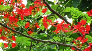 Delonix regia Flamboyant 'Fabaceae'