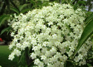 Ligustrum lucidum