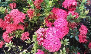 Maltese Cross 'Ixora coccinea'
