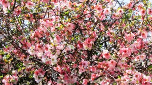 Pink Quince blossoms