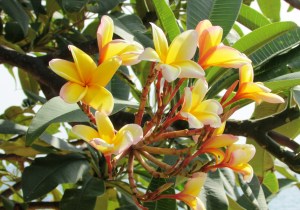 Plumeria; Frangipani Apocynaceae (Yellow)