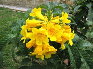 Tecoma stans (Yellow elder)