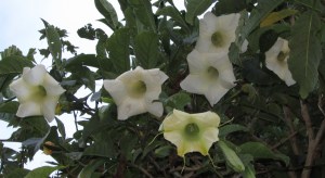 White Angel's Trumpet, Brugmansia