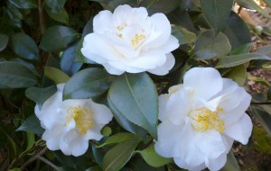 Camellia 'Silver Anniversary' (japonica)