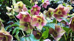 yakushimanum 'van zilie'