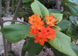 Ziricote tree Orange flowers 'Cordia dodecandra'