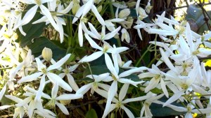 White Clematis (Ligusticifolia)