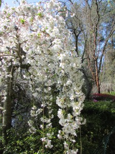 Snow Fountain Cherry (Prunus)