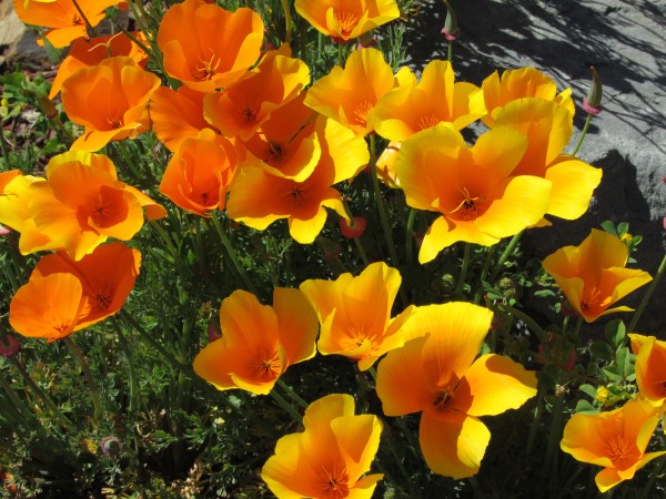 California Poppy