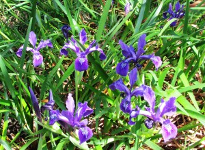 Douglas Iris