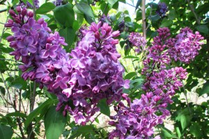 Lilacs