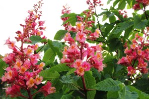 Pink Horse Chestnut blossoms