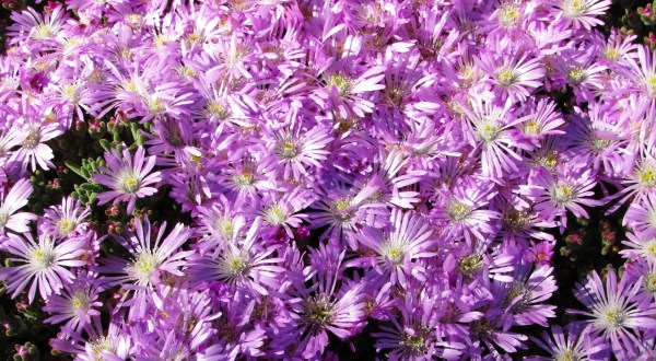 Purple Ice Plant flowers (Agata Urbaniak)