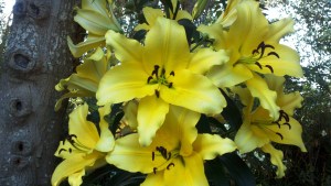 Flower Journal July 2013 ~ Yellow Lilies