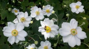 Gold Yellow Anemone flower