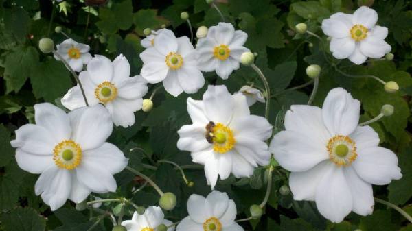 Gold Yellow Anemone flower 