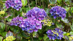 Hydrangea