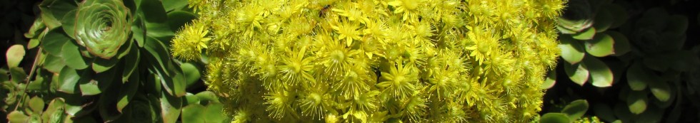 Jade Plant, Yellow flower (crassula ovata)