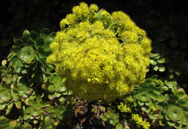 Jade Plant, Yellow flower (crassula ovata)