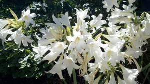 White Naked Lady Flower ~ 'Amaryllis Belladonna' 