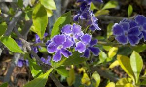 Golden-Dewdrop-Duranta-repens