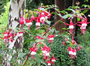 Fuchsia 'Santa Claus'