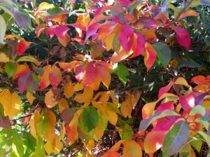 Black gum, black tupelo, sour gum, and pepperidge,