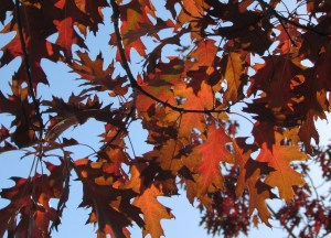 Northern Red Oak 'Quercus rubra'