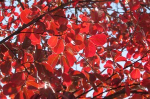 Cotinus 'Grace' (Smoke bush)
