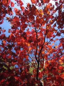 Day 9 ~ Acer japonicum Aconitifolium en automne - Sebastopol, CA
