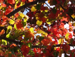 Flowering Pear, Pyrus calleryana 'Autumn Blaze'