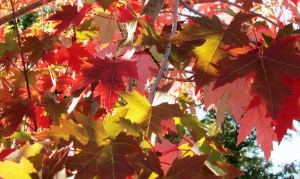 October Glory Red Maple 'Acer rubrum'