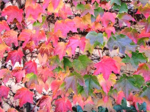 Day 11 ~ Boston Ivy 'Parthenocissus tricuspidata'