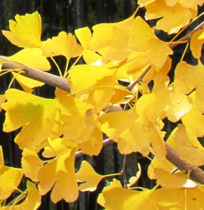 Yellow Gingko
